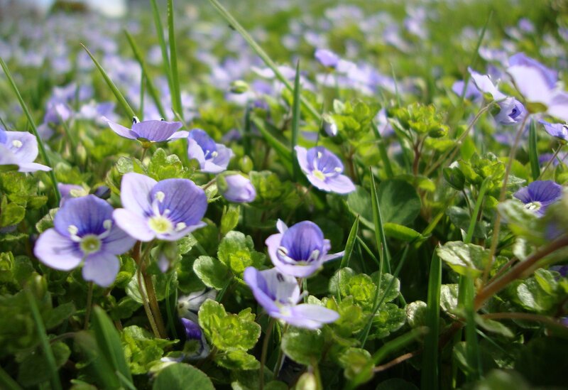 Purple Ground Flowers