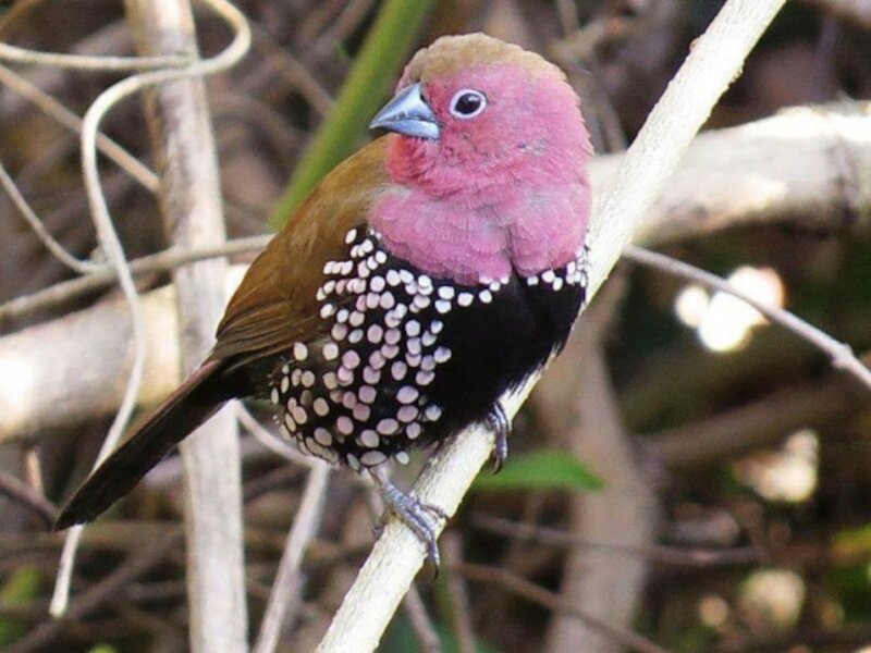 Purple-headed Starling