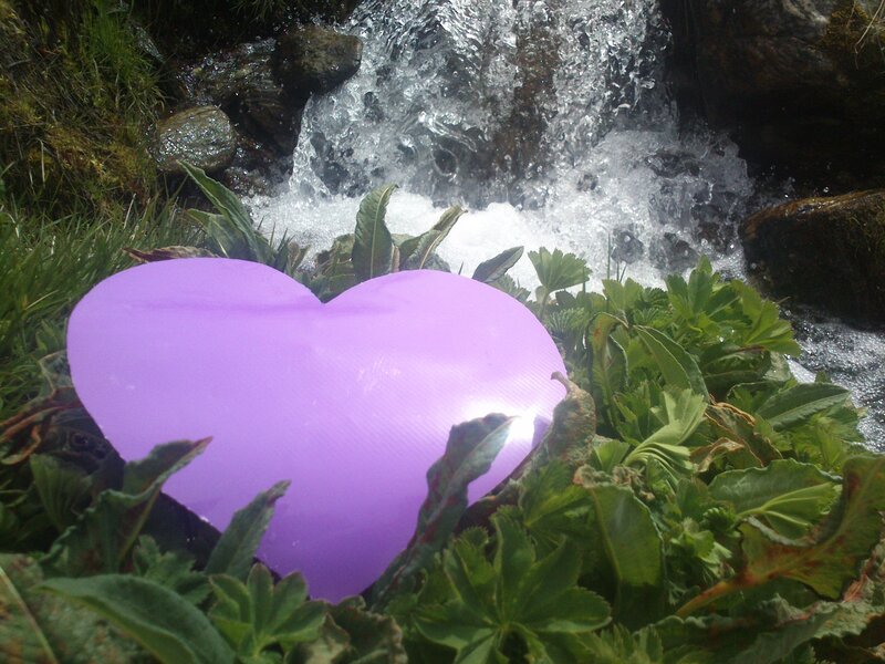 Purple Heart in Plants