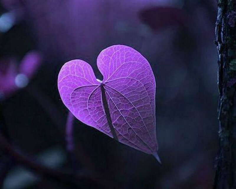 Purple Heart-shaped Leaf — Serene