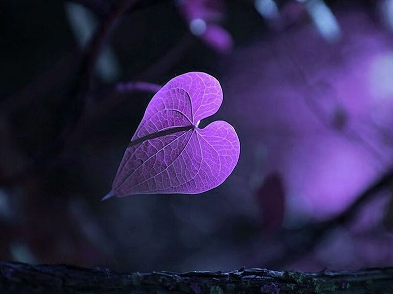 Purple Heart-shaped Leaf