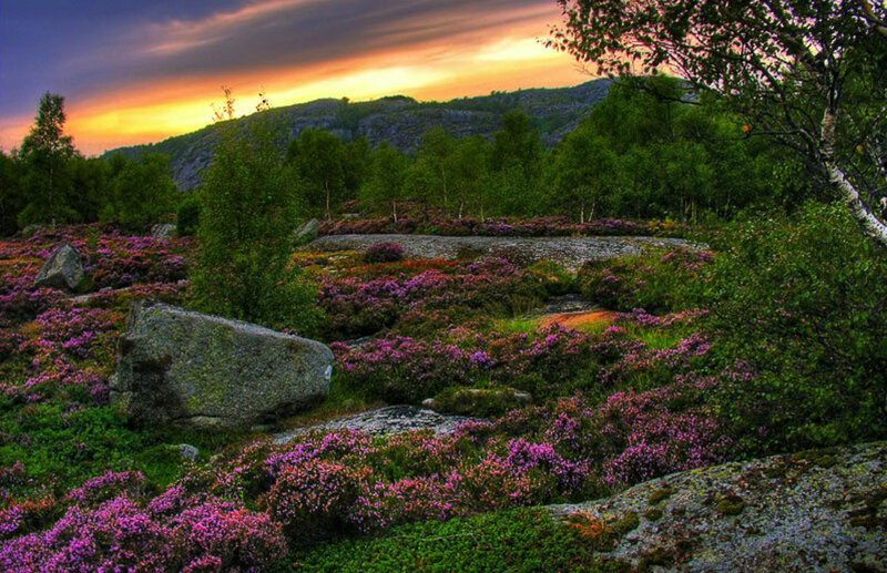 Purple heather at sunset