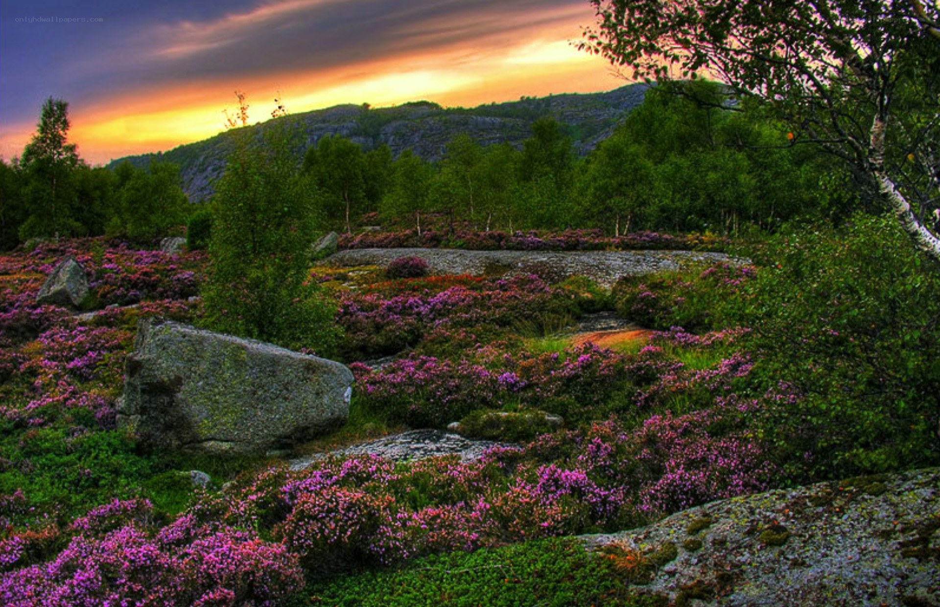 Purple heather at sunset