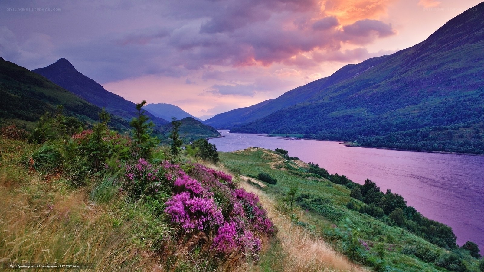 Purple heather by a Scottish loch