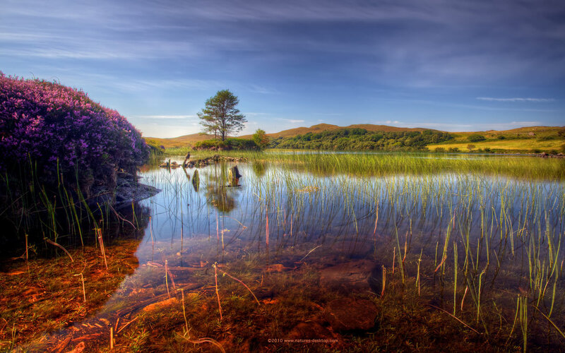 Purple Heather by Lake
