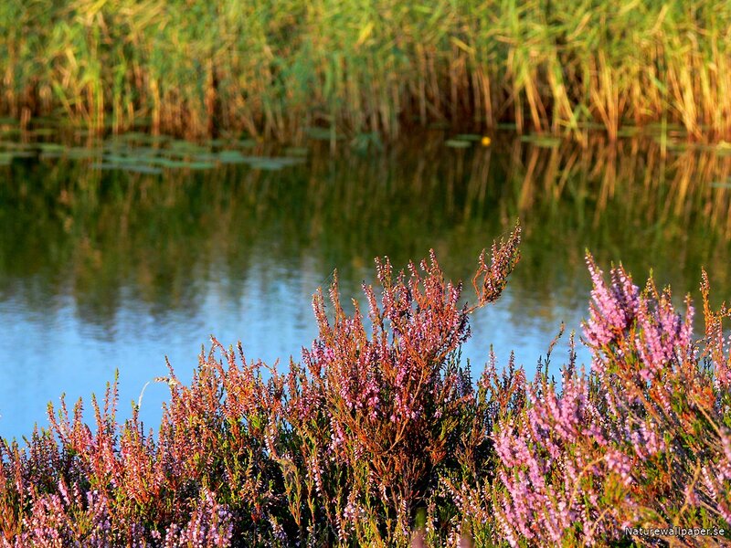 Purple Heather by Pond
