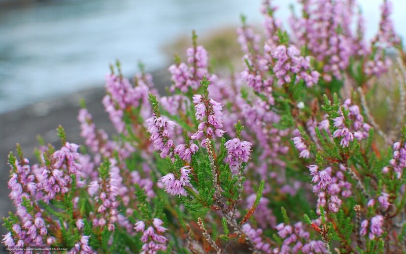 purple heather by the water
