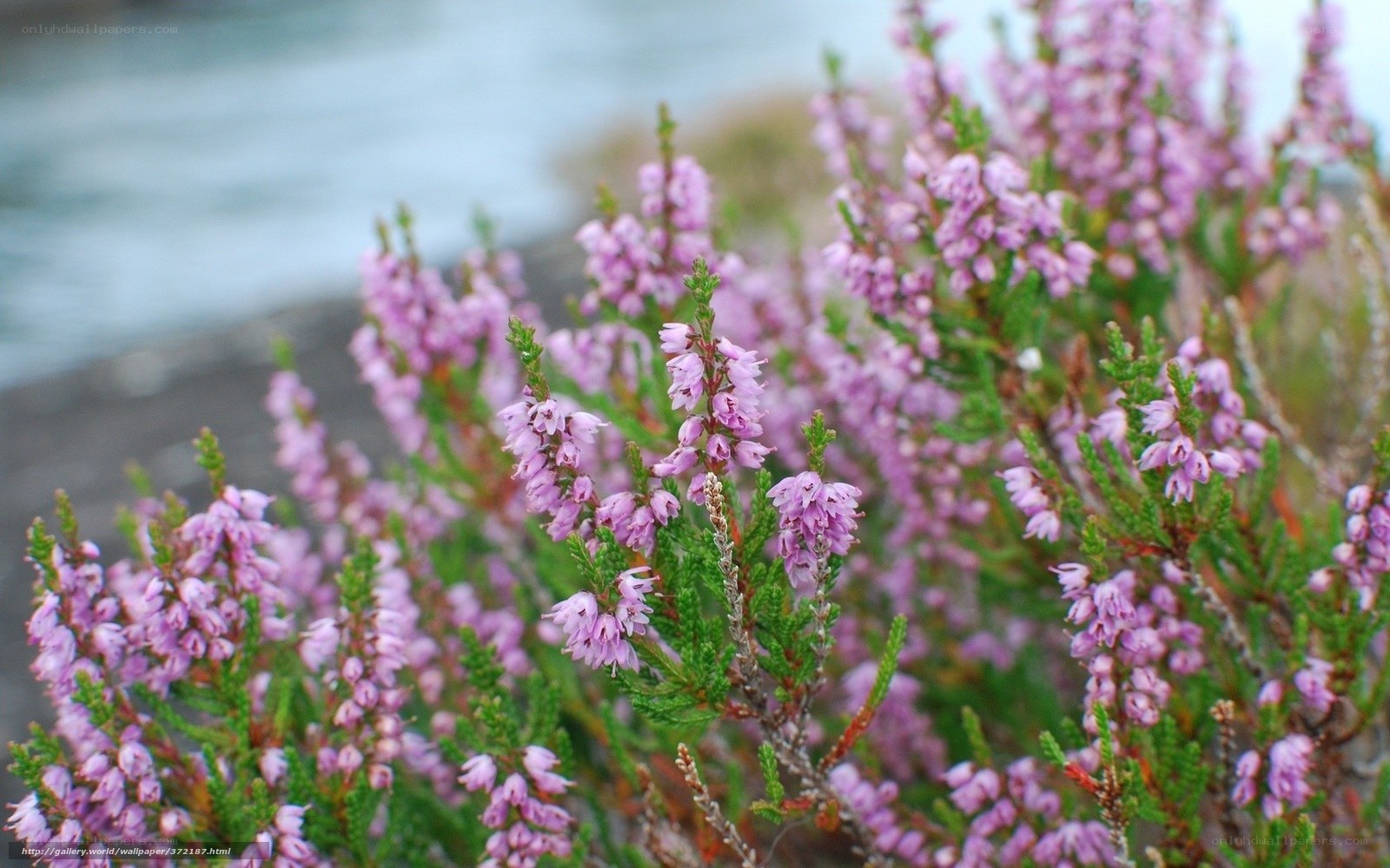 purple heather by the water