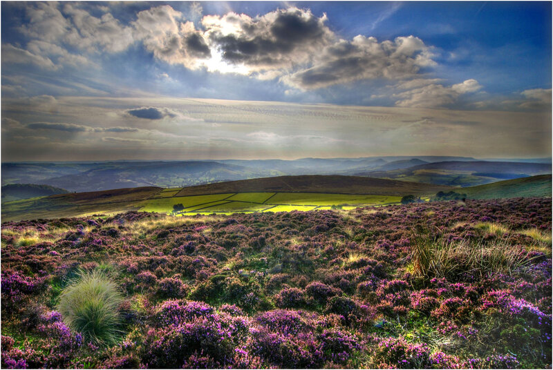 Purple Heather Field — Dramatic, Afternoon