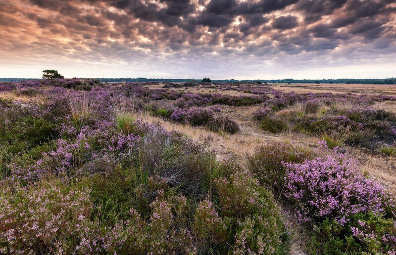 Purple Heather Field — Dramatic, Sunset, Photograph, Clouds