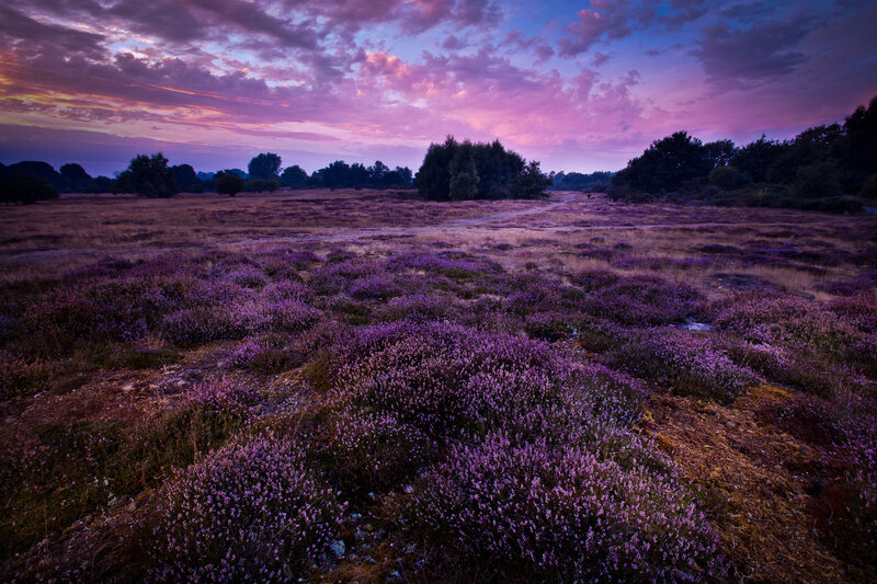 Purple Heather Field — Dramatic, Sunset, Photograph, Sky