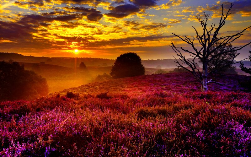 Purple Heather Field — Dramatic, Sunset, Photograph