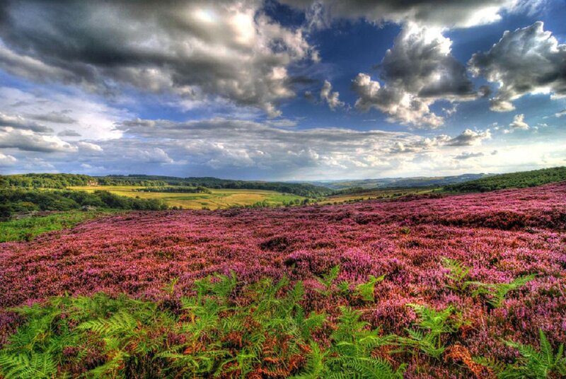 Purple Heather Field — Dramatic