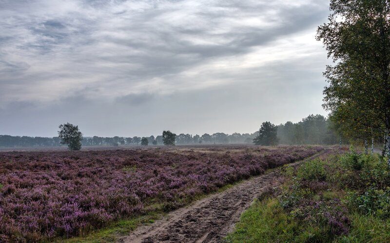 Purple Heather Field — Misty