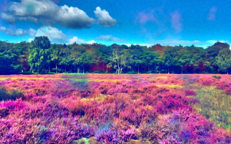 Purple Heather Field — Serene, Afternoon
