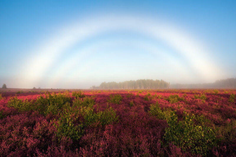 Purple Heather Field — Serene, Morning