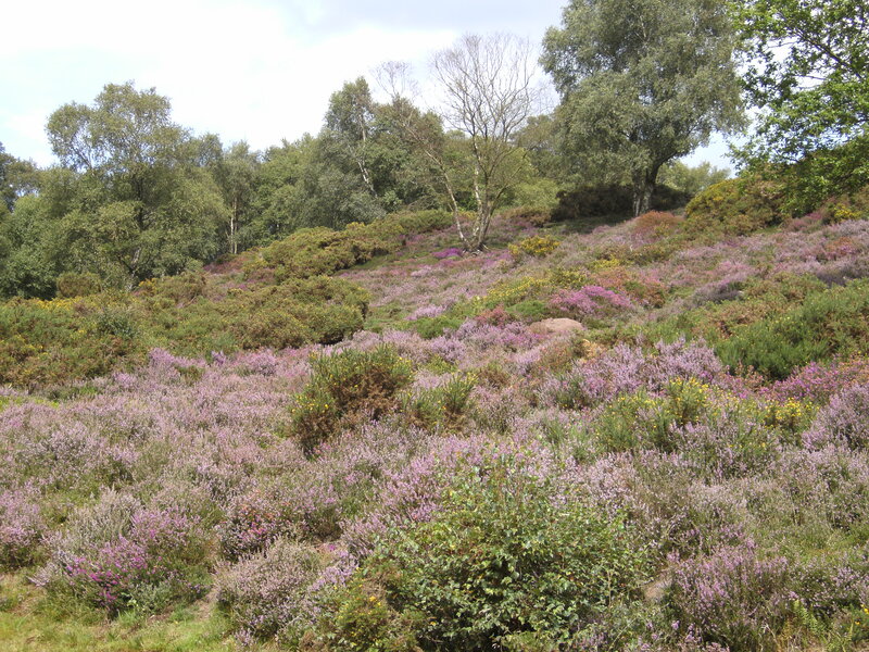 Purple Heather Field — Serene, Summer