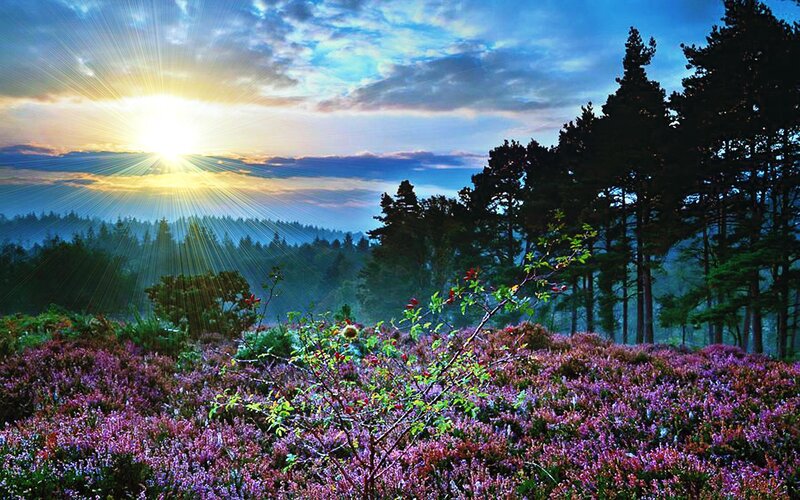 Purple Heather Field — Serene, Sunrise