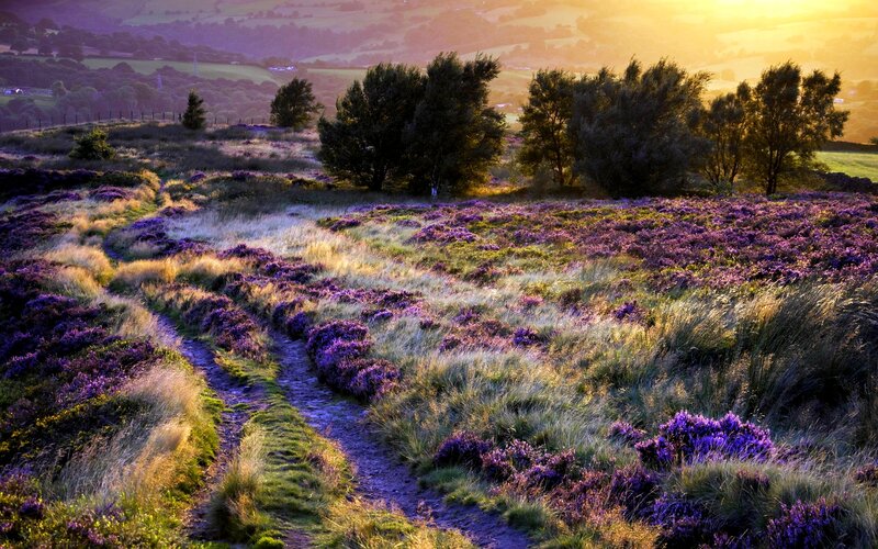 Purple Heather Field — Serene, Sunset, Photograph, Path