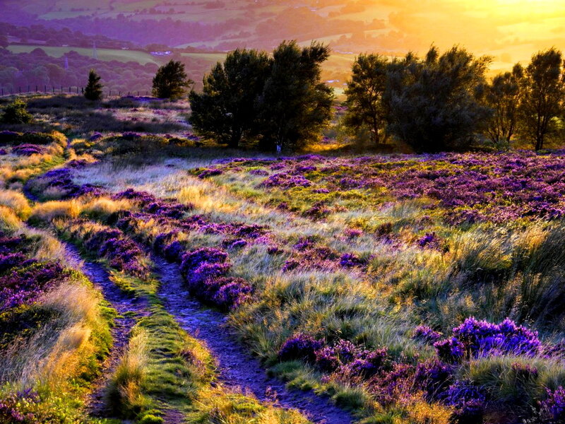 Purple Heather Field — Serene, Sunset, Photograph, Path, Trees