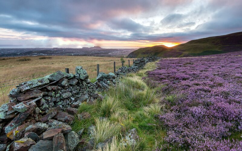 Purple Heather Field — Serene, Sunset, Photograph, Stone Wall