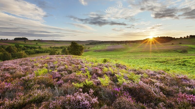 Purple Heather Field — Serene, Sunset, Photograph, Sun, Hills, Trees