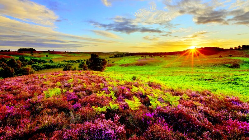 Purple Heather Field — Serene, Sunset, Photograph