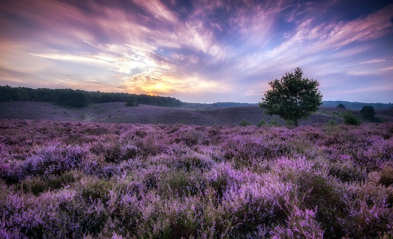 Purple Heather Field — Serene, Sunset, Photograph, Tree, Clouds