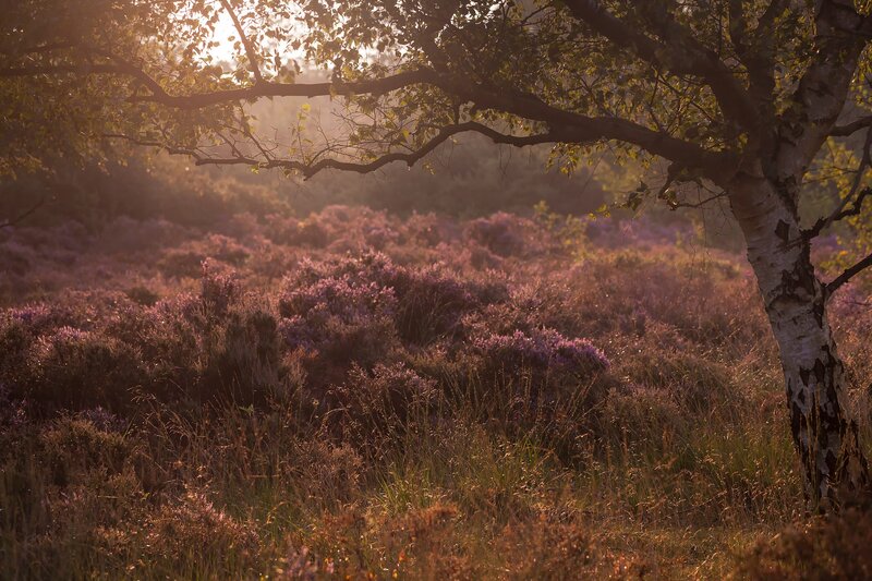 Purple Heather Field — Serene, Sunset, Photograph, Tree