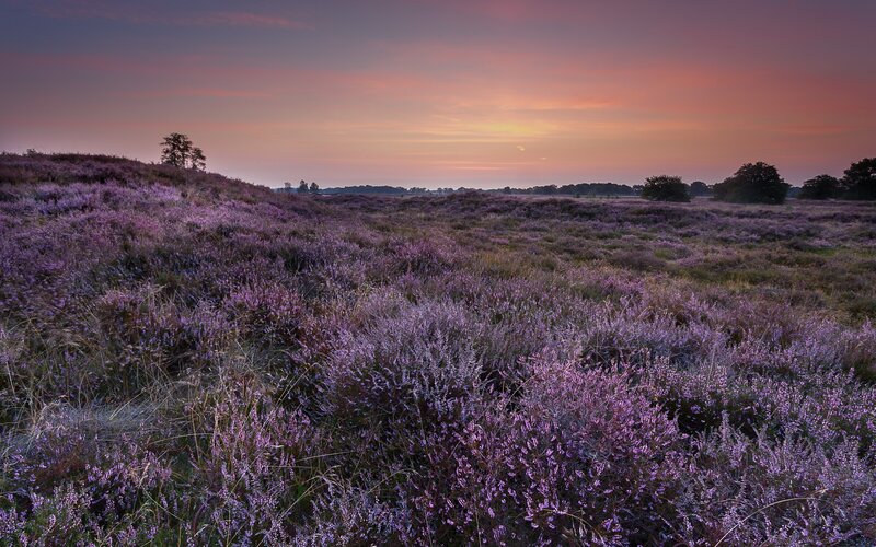 Purple Heather Field — Serene, Sunset, Photograph, Trees, Sky