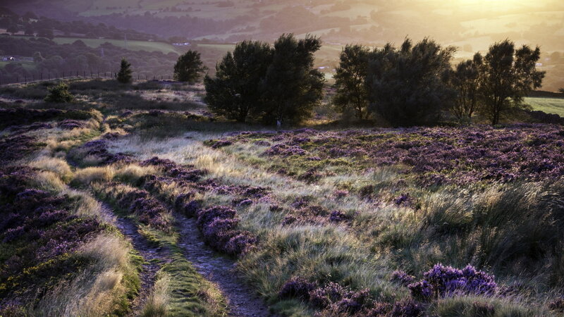 Purple Heather Field — Serene, Sunset, Photograph, Trees