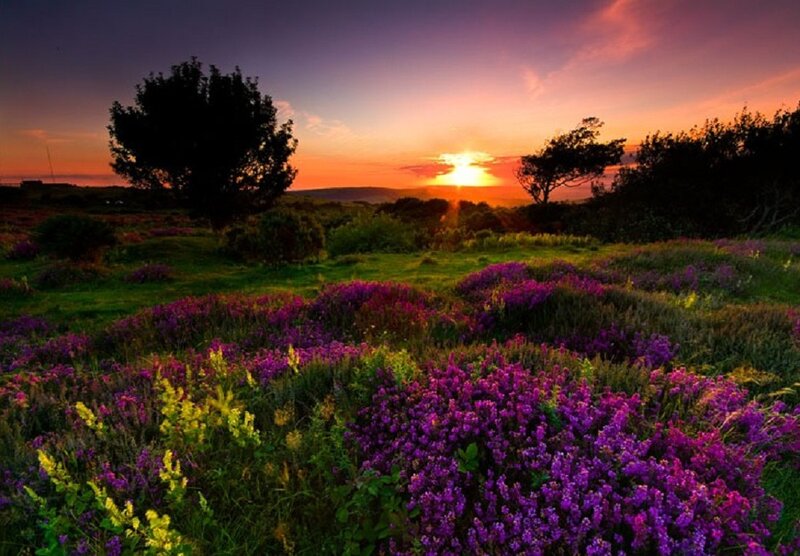 Purple Heather Field — Serene, Sunset