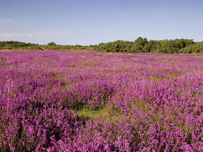 Purple Heather Field — Serene