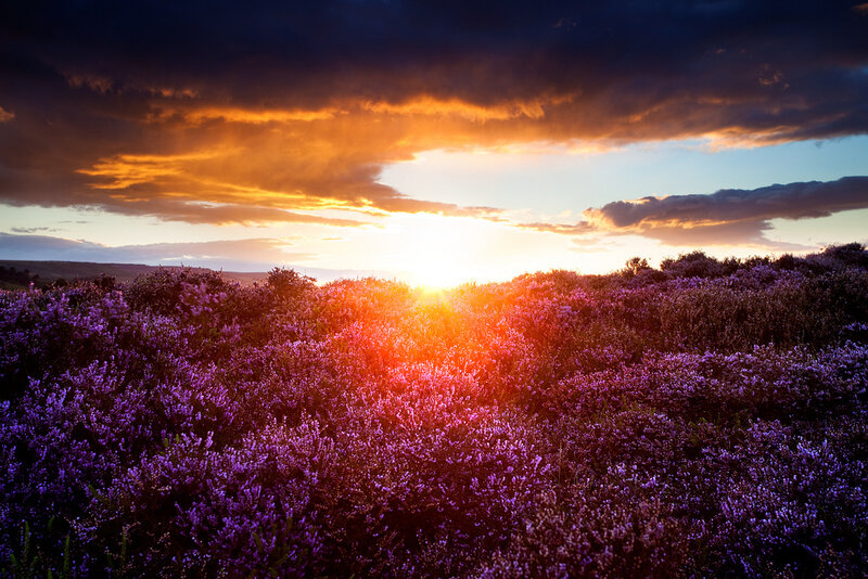 Purple Heather Field