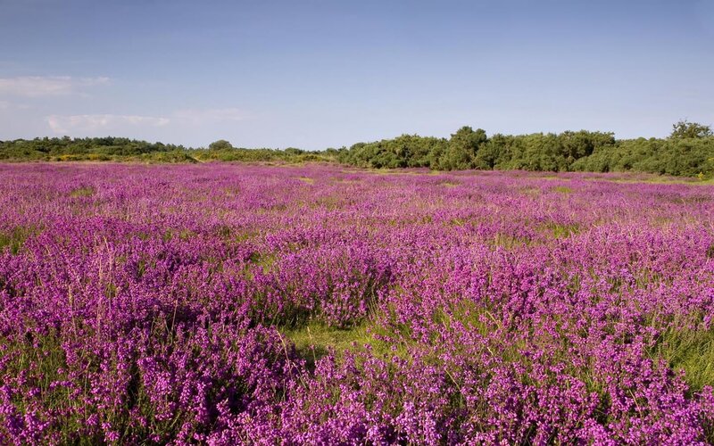 Purple heather field under blue sky