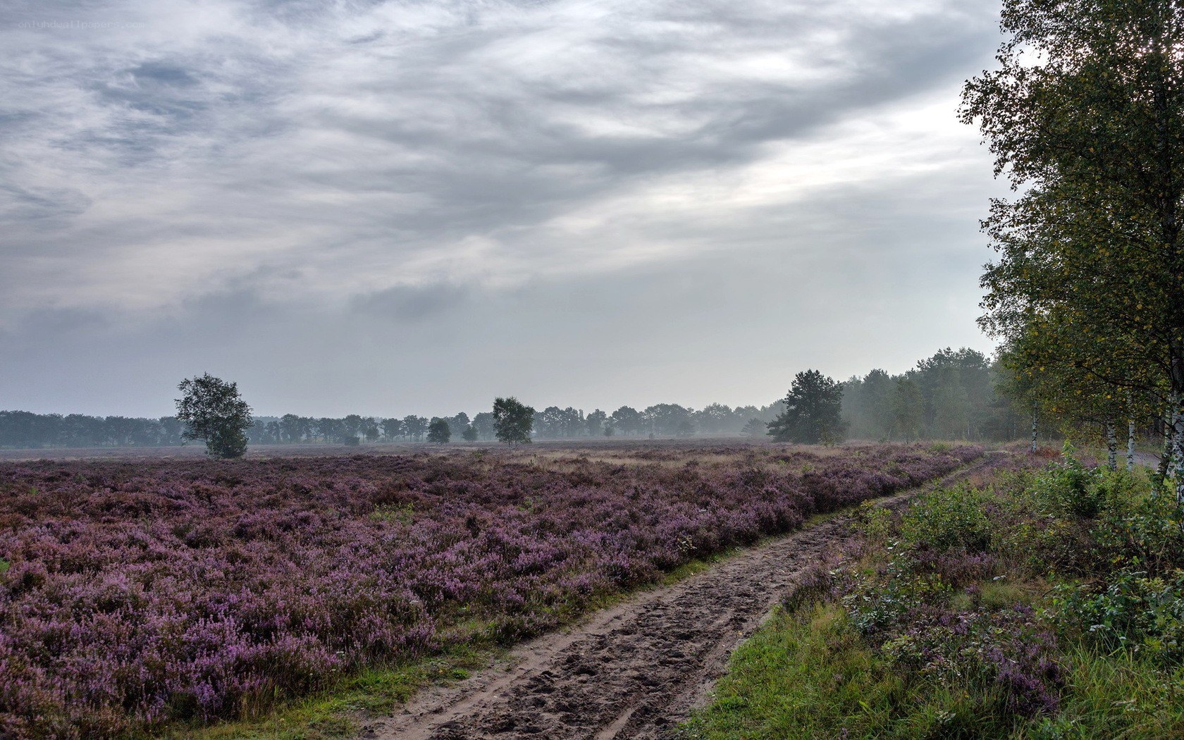 Purple heather field under cloudy sky