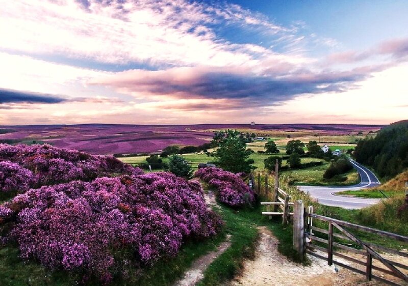 Purple heather fields at sunset