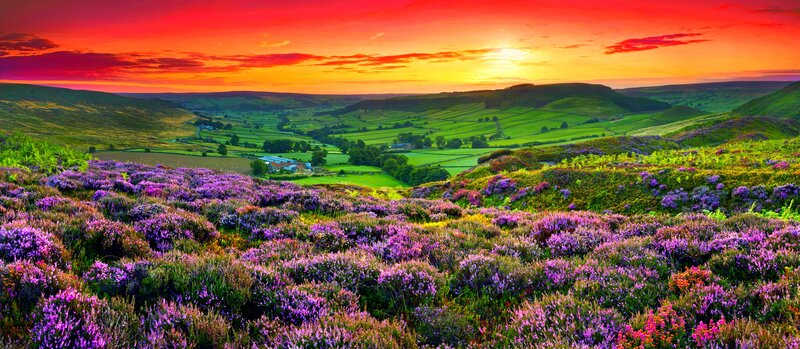 Purple Heather Fields — Dramatic