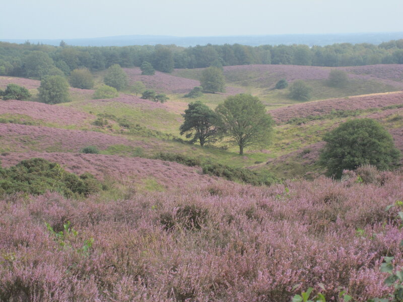Purple Heather Fields