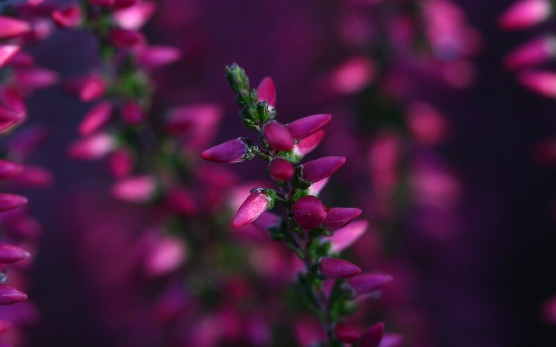 Purple Heather Flowers — Calm, Photograph