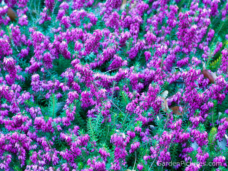 Purple Heather Flowers — Calm