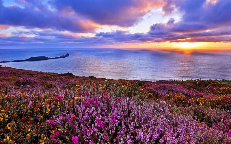 Purple Heather Flowers — Dramatic