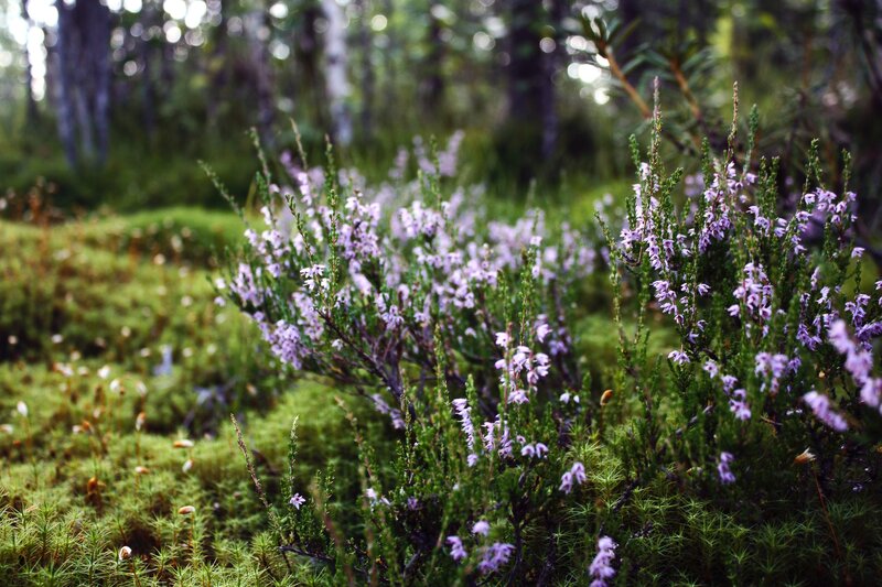 Purple Heather Flowers — Green
