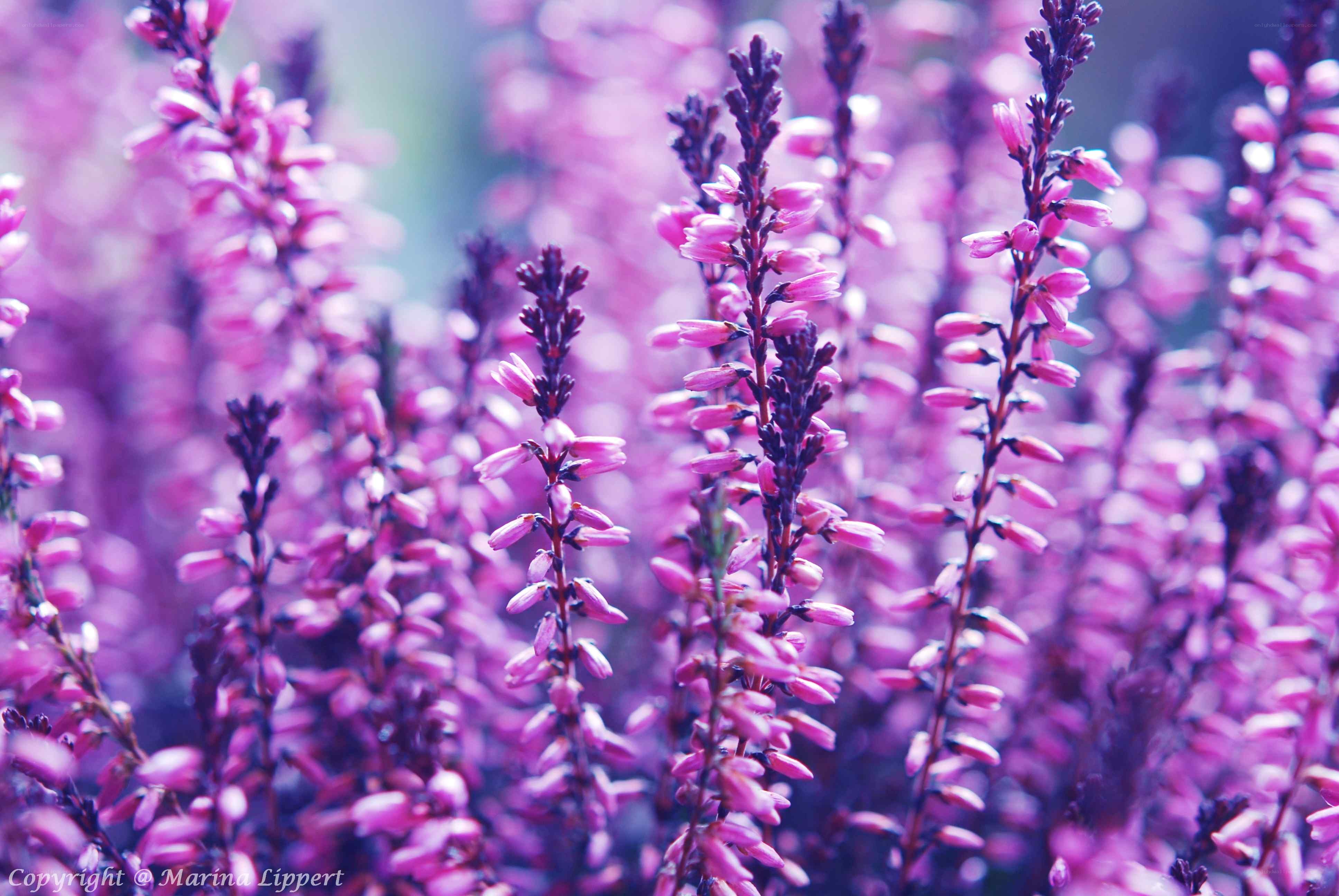 Purple heather flowers in bloom