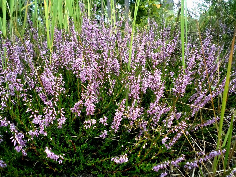 Purple Heather Flowers — Natural, Autumn