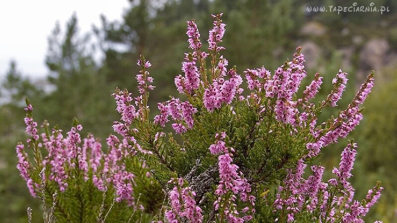 Purple Heather Flowers — Natural