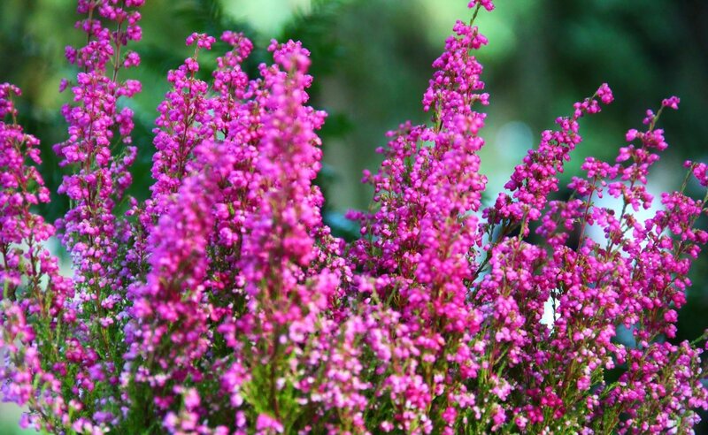 Purple Heather Flowers — Pink, Calm, Summer