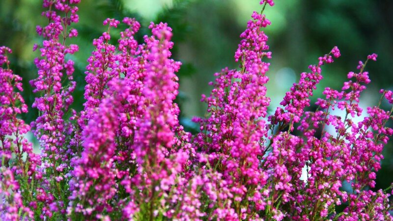 Purple Heather Flowers — Pink, Calm