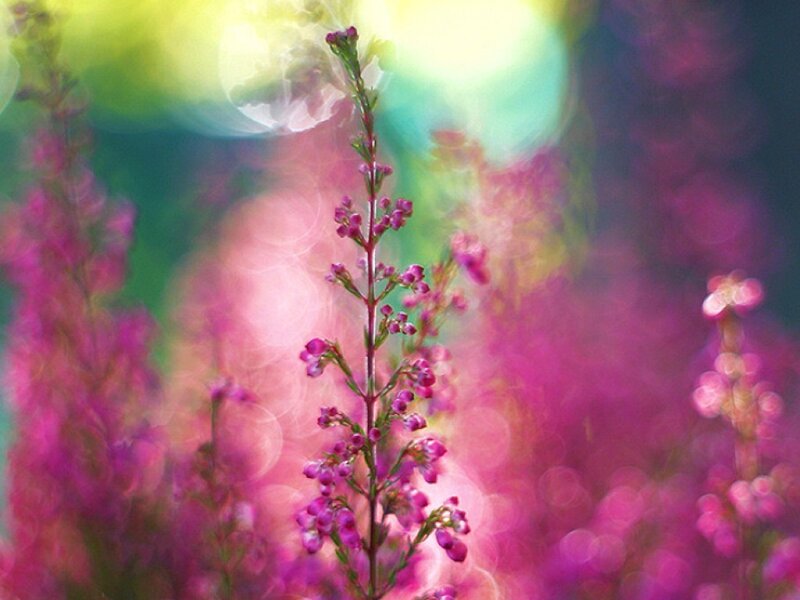 Purple Heather Flowers — Pink