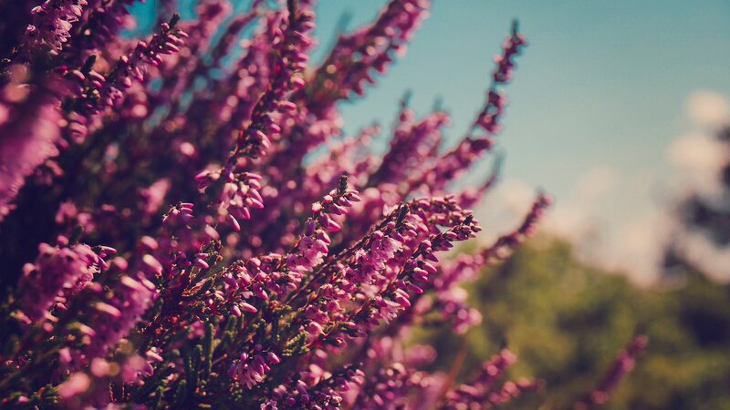 Purple Heather Flowers — Serene, Afternoon, Photograph, Sky